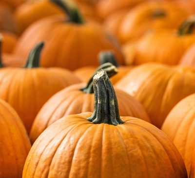 Pumpkin Amazonka